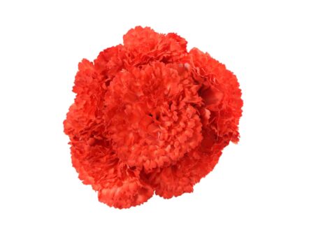 Ramillete de claveles de color Coral Pimiento - Imagen 1
