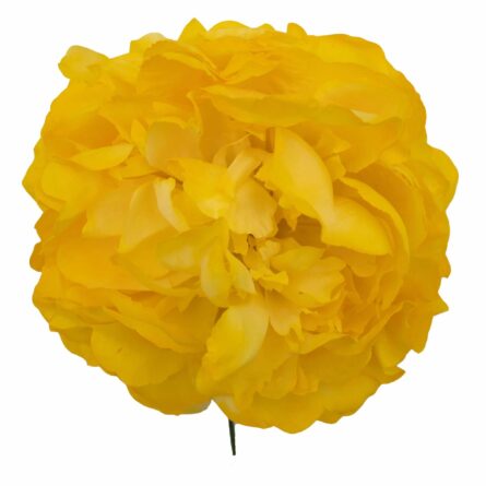 Flor de flamenca estilo peonía color Amarillo - Imagen 1