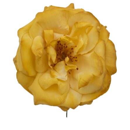 Rosa de flamenca color Mostaza - Imagen 1