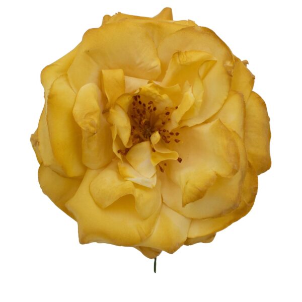 Rosa de flamenca color Mostaza