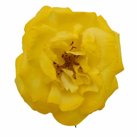 Rosa de flamenca color Amarillo - Imagen 1