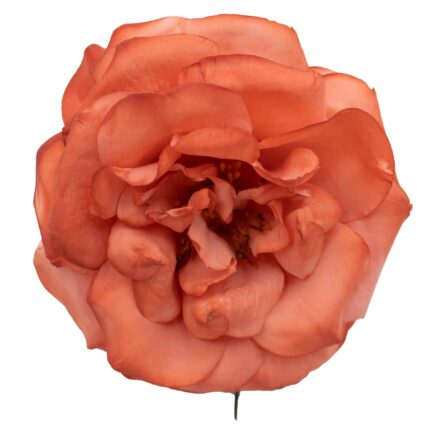 Rosa de flamenca color Coral - Imagen 1