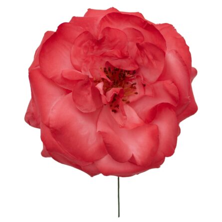 Rosa de flamenca color Coral - Imagen 1
