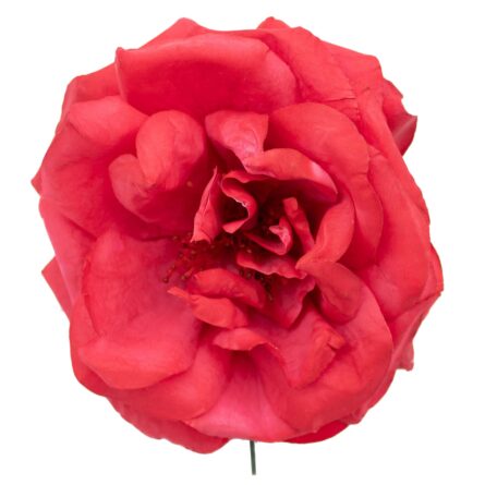 Rosa de flamenca color Rojo - Imagen 1