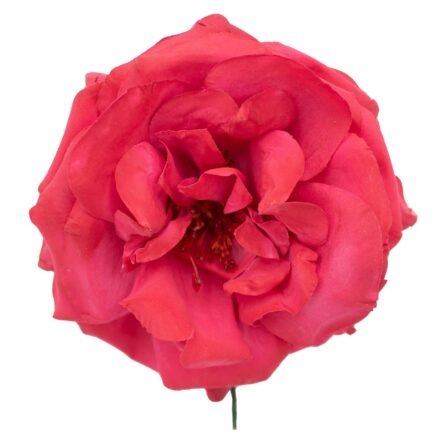 Rosa de flamenca color Rojo Carmín - Imagen 1