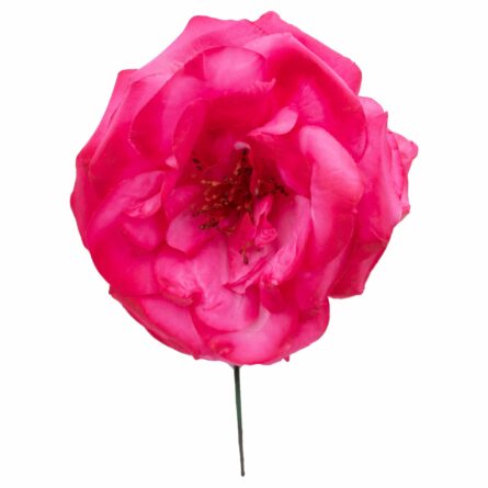 Rosa de flamenca color Fucsia - Imagen 1