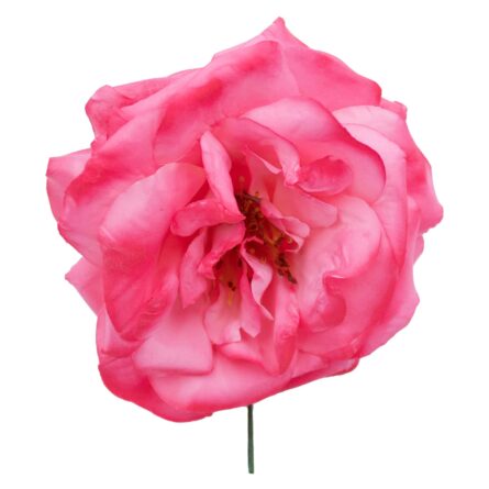 Rosa de flamenca color Rosa - Imagen 1