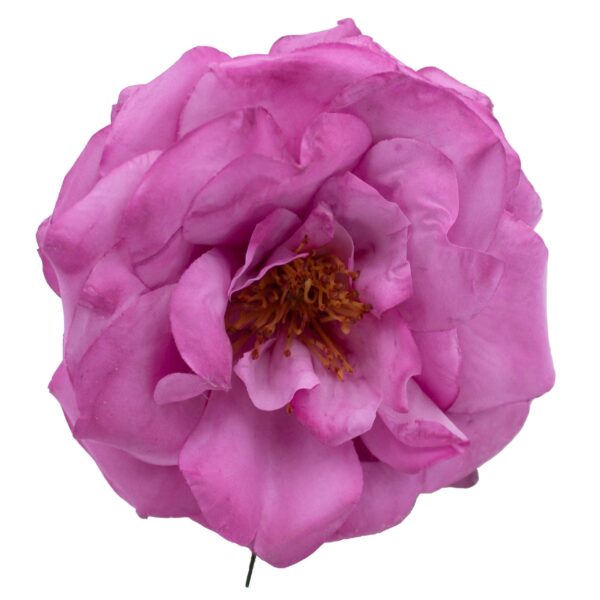Rosa de flamenca color Buganvilla
