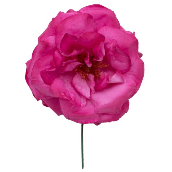 Rosa de flamenca color Buganvilla
