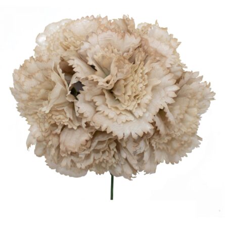 Ramillete de claveles de color Beige Antiguo - Imagen 1