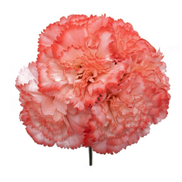 Ramillete de claveles de color Coral Vivo
