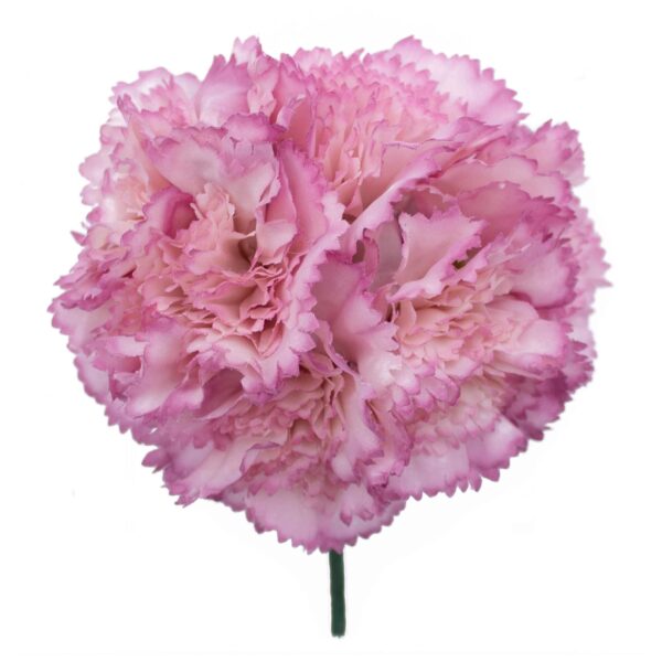 Ramillete de claveles de color Rosa Lila