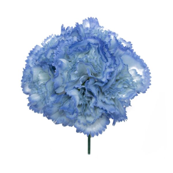Ramillete de claveles de color Azul Azafata
