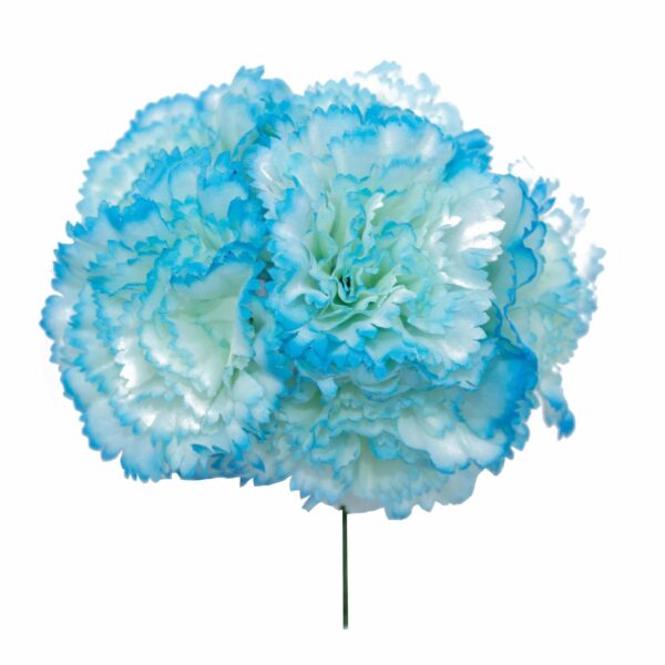 Ramillete de claveles de color Azul Cielo