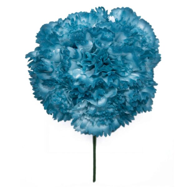 Ramillete de claveles de color Azul Zafiro