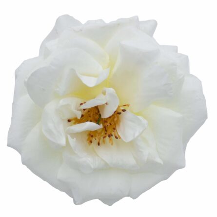 Rosa de flamenca color Blanco Roto - Imagen 1
