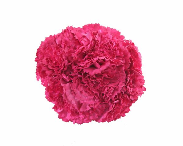 Ramillete de claveles de color Fresa