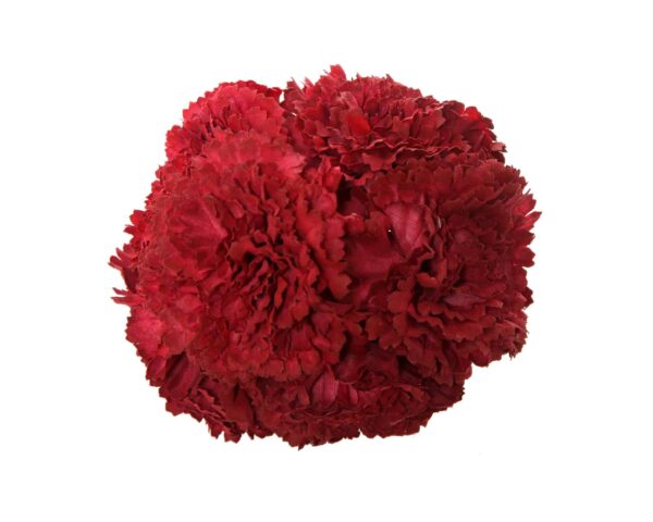 Ramillete de claveles de color Rojo Guinda