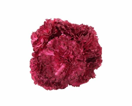 Ramillete de claveles de color Rojo Tinto - Imagen 1
