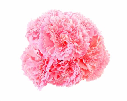 Ramillete de claveles de color Rosa Bebé - Imagen 1