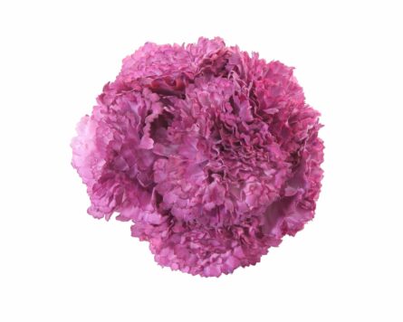 Ramillete de claveles de color Rosa Malva - Imagen 1
