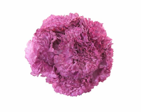 Ramillete de claveles de color Rosa Malva