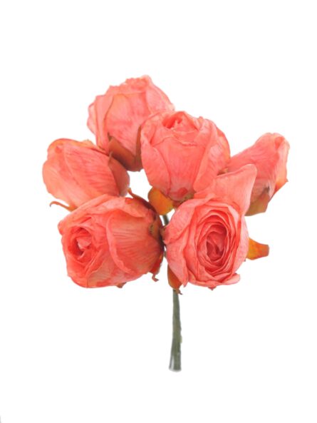 Capullo envejecido de rosas color Salmón - Imagen 1