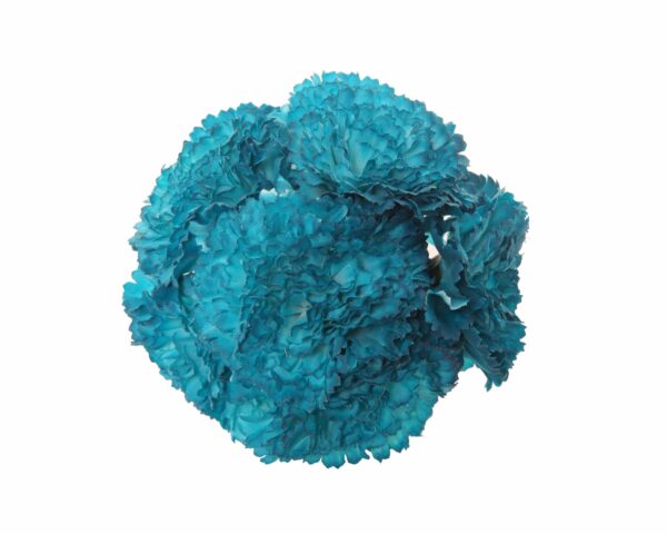 Ramillete de claveles de color Azul Zafiro
