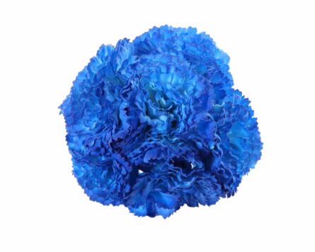 Ramillete de claveles de color Azulina - Imagen 1