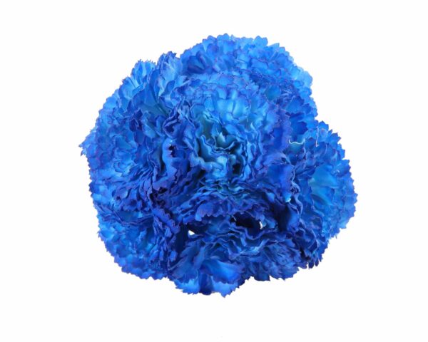 Ramillete de claveles de color Azulina