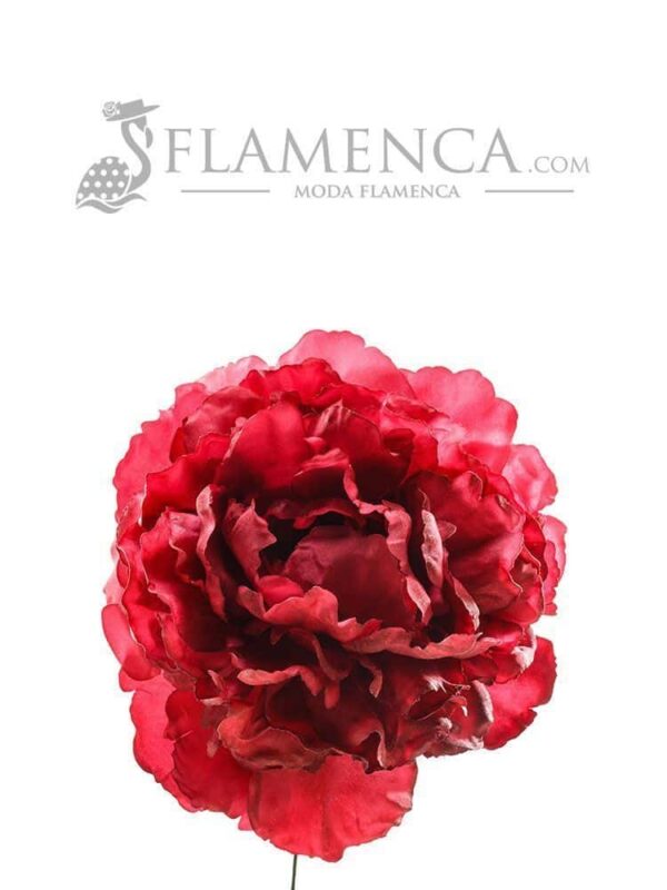 Flamenco flower peony style in carmine color