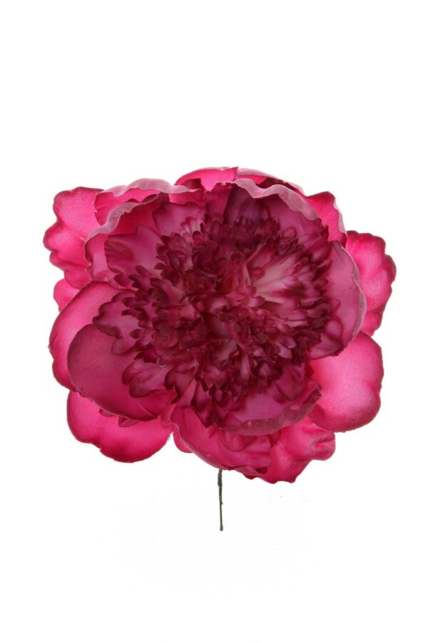 Peonia rizada buganvilla