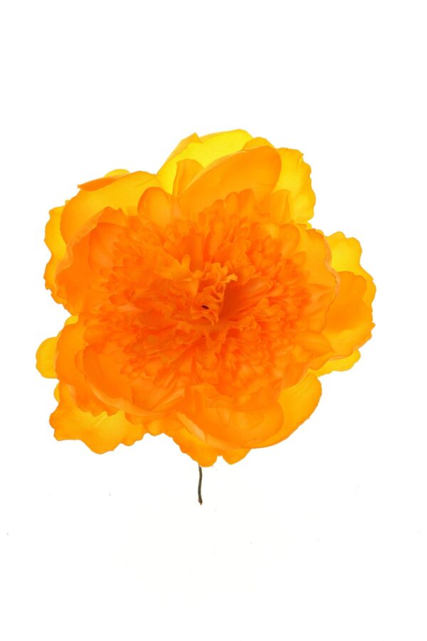 Peonia rizada calabaza