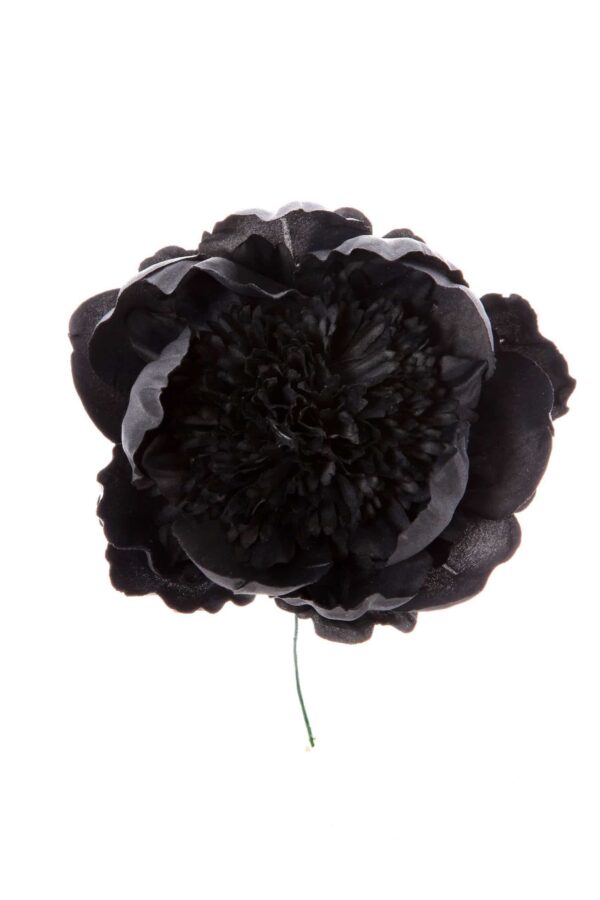 Peonia rizada color negro
