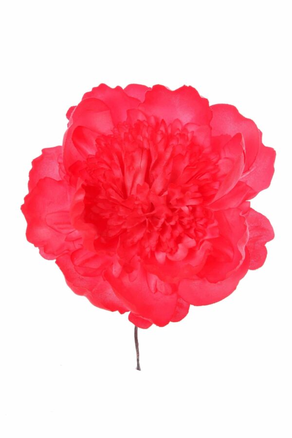 Peonia rizada fresa