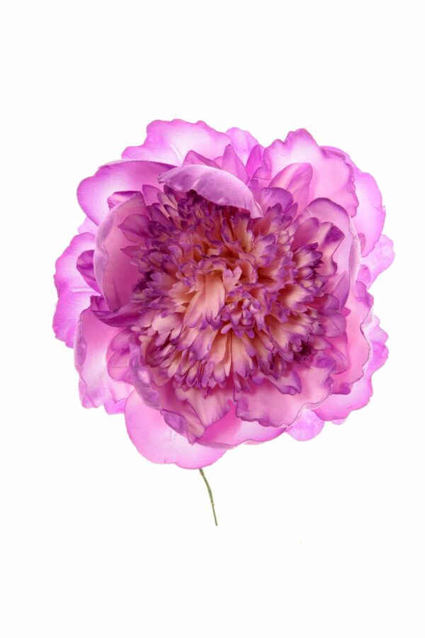 Peonia rizada lila
