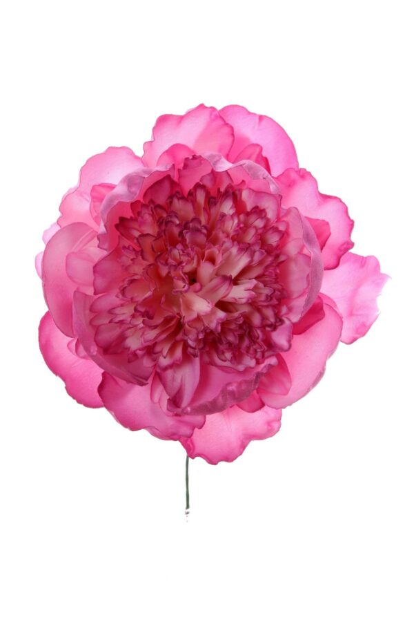 Peonia rizada malva