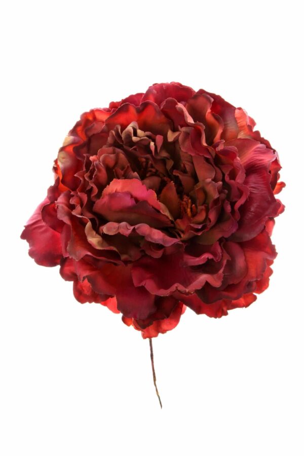 Peonia rizada maquillaje oscuro