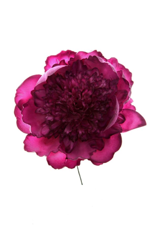 Peonia rizada morada