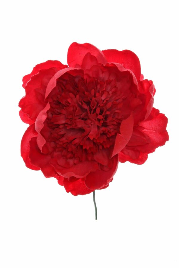 Peonia rizada roja