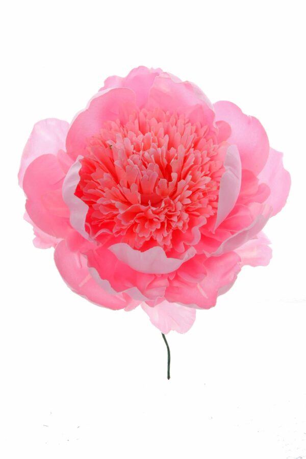 Peonia rizada rosa palo